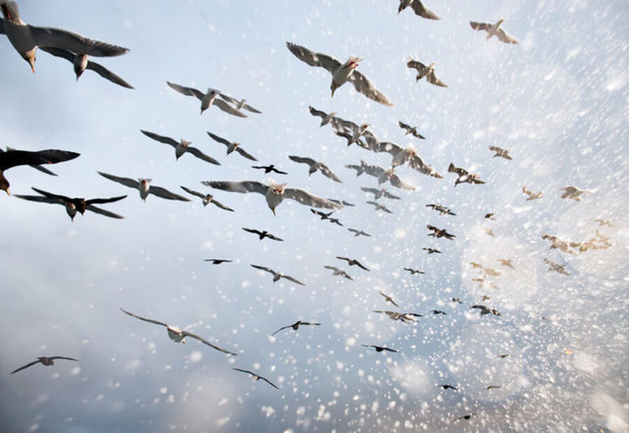 Salt Birds