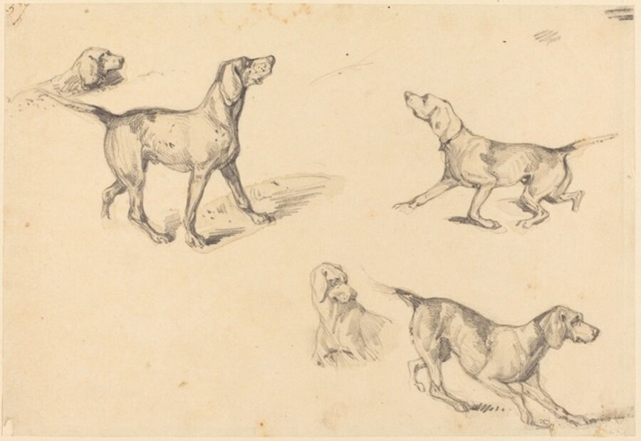 Five Studies of Hunting Dogs