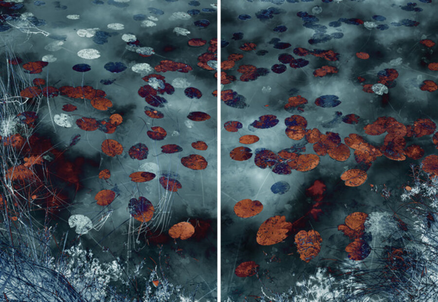 Water Lilies 18