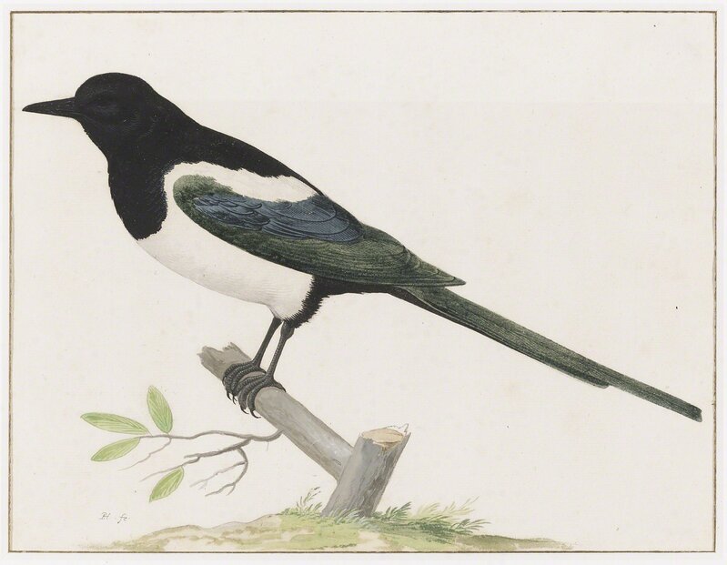 Pieter Holsteyn, the younger, ‘A Magpie’, ca. 1640, Drawing, Collage or other Work on Paper, Black chalk, gouache, gum arabic and watercolor on paper, Mireille Mosler Ltd.