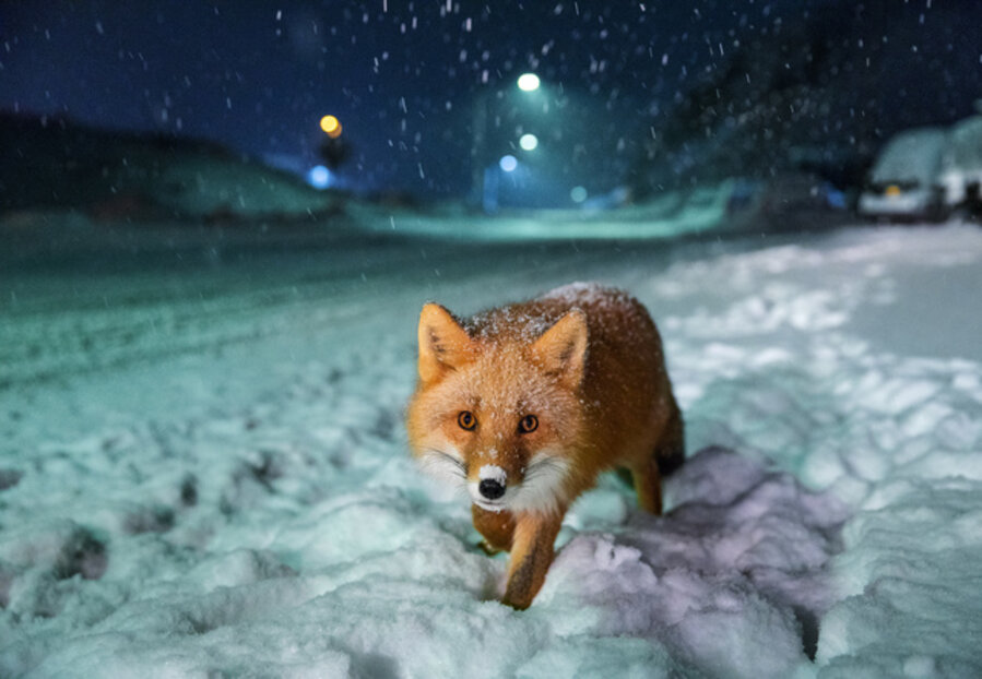 Roadside Friend
