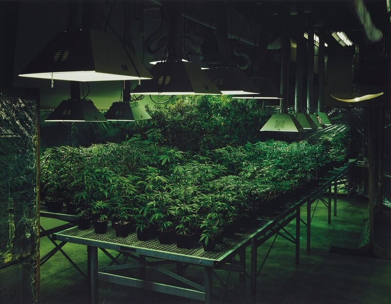 Taryn Simon, ‘Research Marijuana Crop Grow Room, National Center for Natural Products Research, Oxford, Mississippi from An American Index of the Hidden and Unfamiliar’, 2005/2007, Photography, Chromogenic print, flush-mounted, Phillips