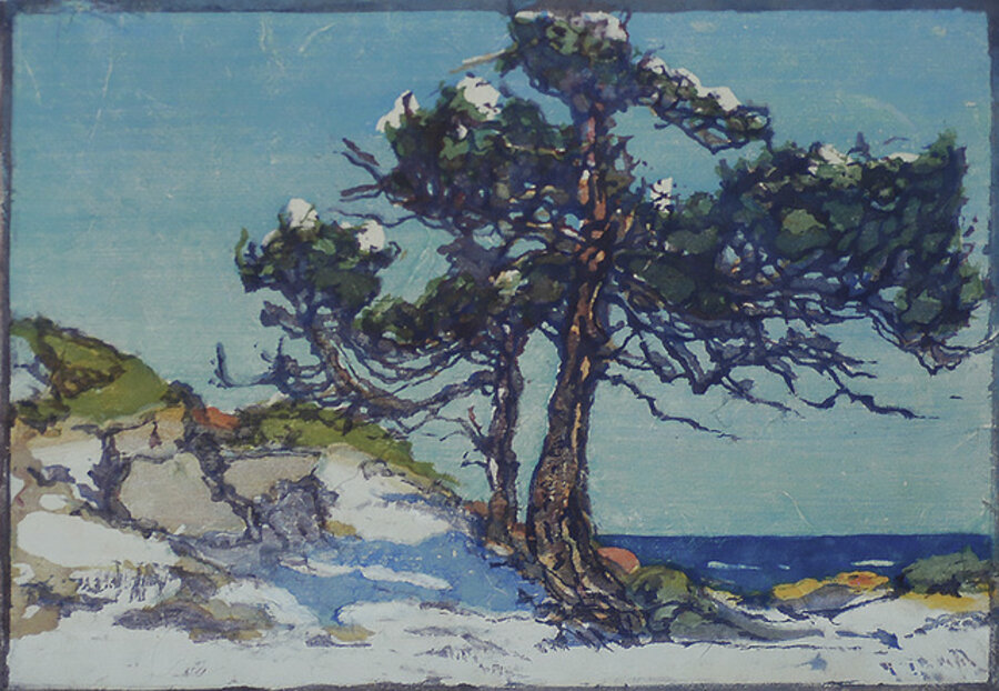 Coast Cedars (2)