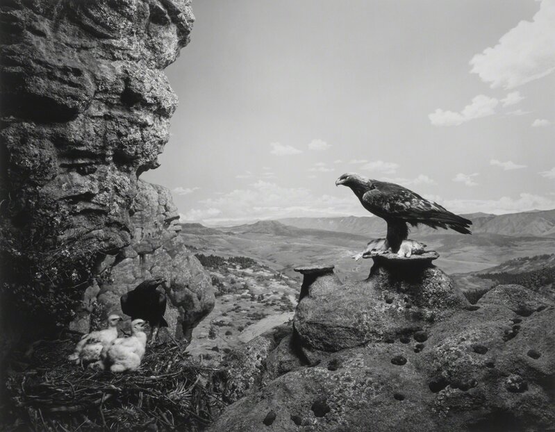 Hiroshi Sugimoto, ‘Golden Eagle'’, 1994, Photography, Sotheby's