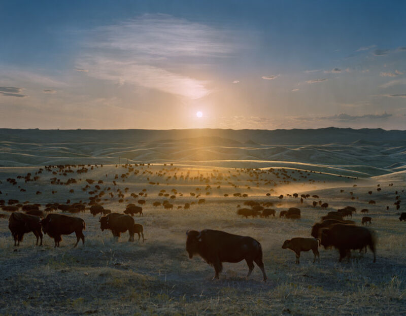 Andrew Moore, ‘Flying H Buffalo Ranch, Walworth County, South Dakota’, 2006, Photography, Archival Pigment Print, Yancey Richardson Gallery