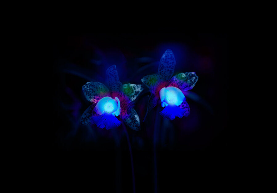 Orchids in Ultraviolet, from the series How to eat bees?