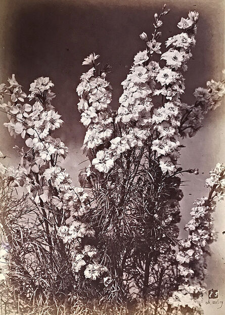 Charles Aubry, ‘Large Bellflowers (Campanule à Grosses Fleurs)’, 1864c/1864c