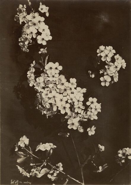 Charles Aubry, ‘Cherry Blossoms’, 1860s/1860s