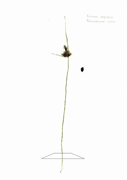 Ilya Dolgov, ‘From the Herbarium series ’, 2015