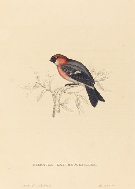 Elizabeth Gould, ‘Pyrrhula Erythrocephala (Redheaded Bullfinch)’