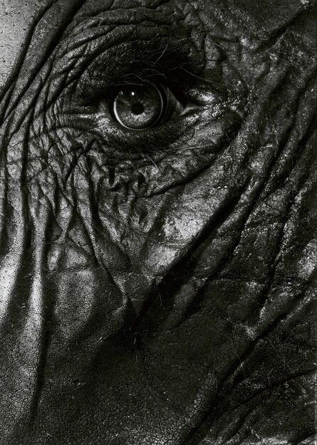 Walter Schels, ‘Elephant eye’, 1993