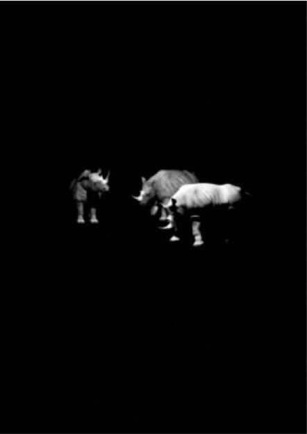 Kerem Ozan Bayraktar, ‘Three Rhinos’, 2015