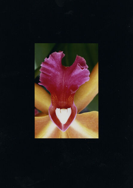 Alfred Eisenstaedt, ‘Orchid’, 1960 -69/1993