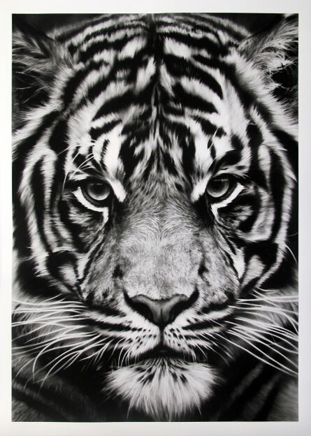 Robert Longo, ‘Untitled (Tiger)’, 2012
