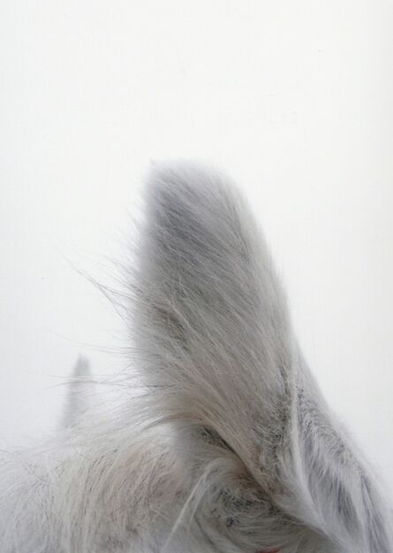 Jitka Hanzlová, ‘#5 Untitled (Ears / Usi) from HORSE 2007-2014’, 2011