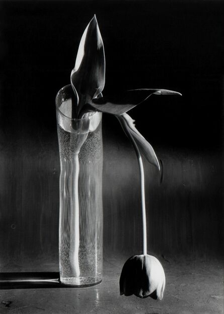 André Kertész, ‘Melancholic Tulip, NYC’, 1939