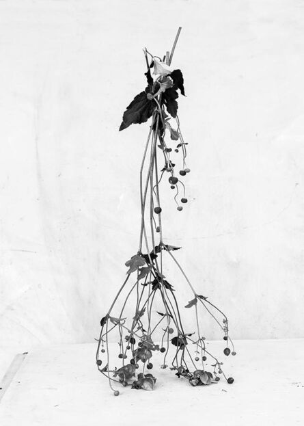 James Henkel, ‘Botanical #17’, 2015