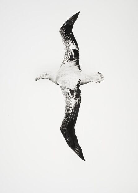 Rose Corcoran, ‘A is for Wandering Albatross’, 2021