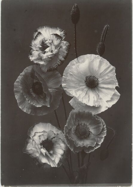 Charles Jones (1866-1959), ‘Shirley Poppies’, c. 1900