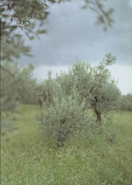 Joann Verburg, ‘Little Green Tree (with Olives)’, 2003
