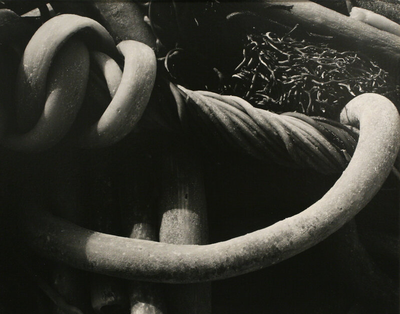 Edward Weston, ‘Kelp’, 1930, Photography, Gelatin silver print, printed c. 1930, Bruce Silverstein Gallery