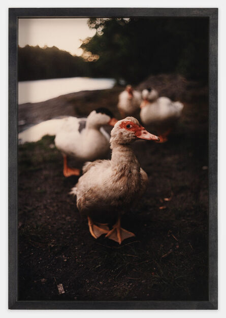 Dan Torop, ‘P.K. Duck’, 1999