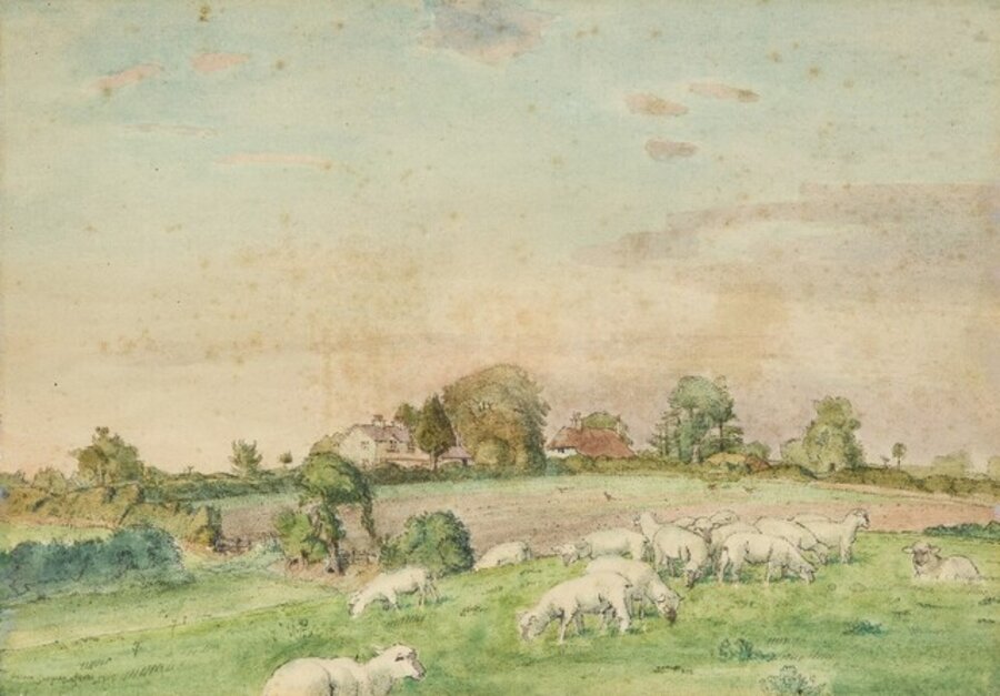 Field with grazing sheep