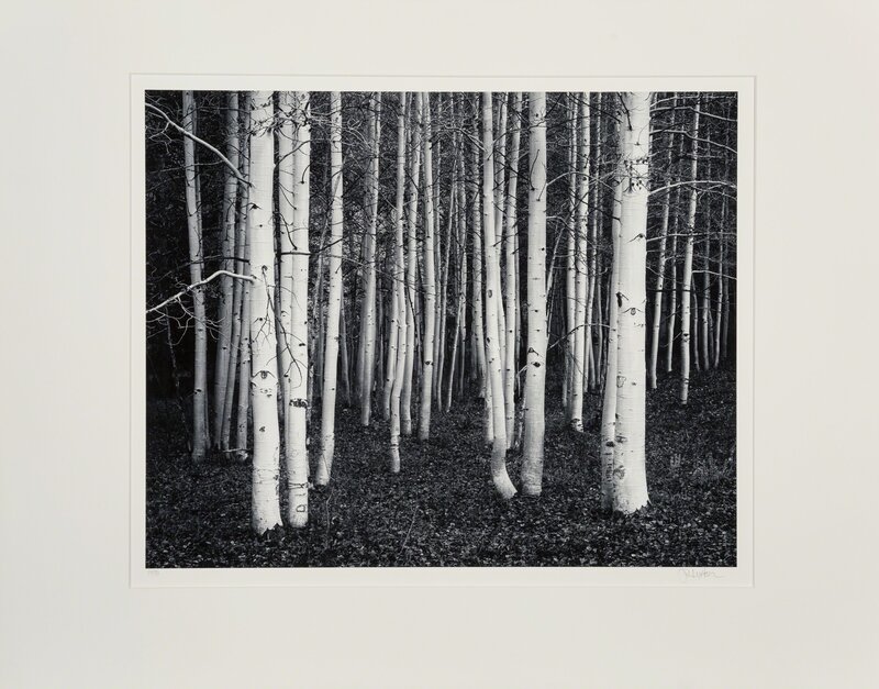 John Sexton, ‘Aspen, Dusk, Conway Summit, California’, 1978, Photography, Gelatin silver, 1985, Heritage Auctions