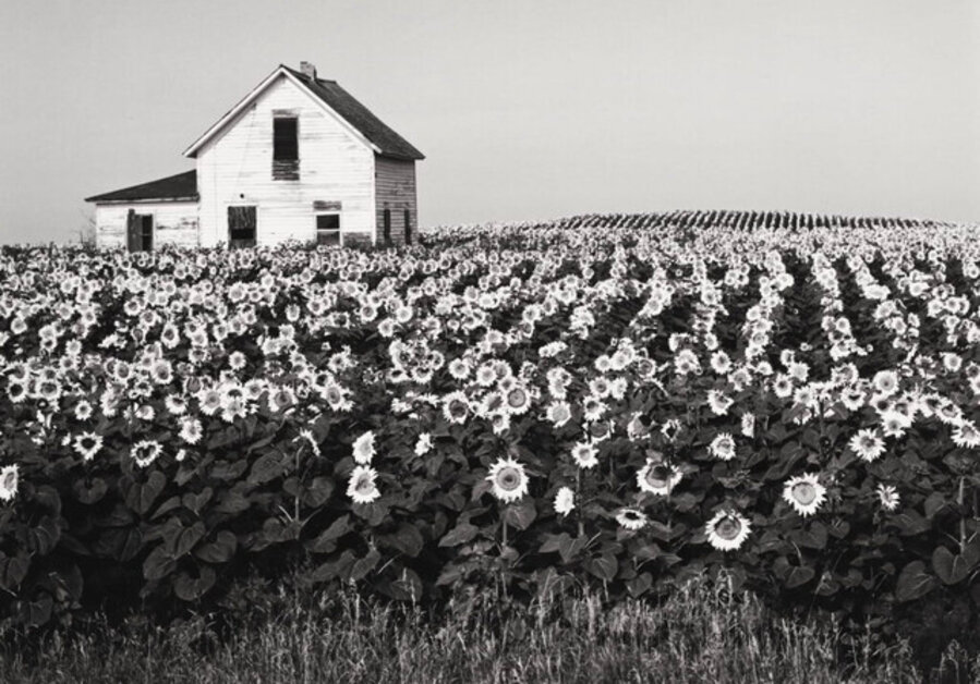 Sunflowers North Dakota