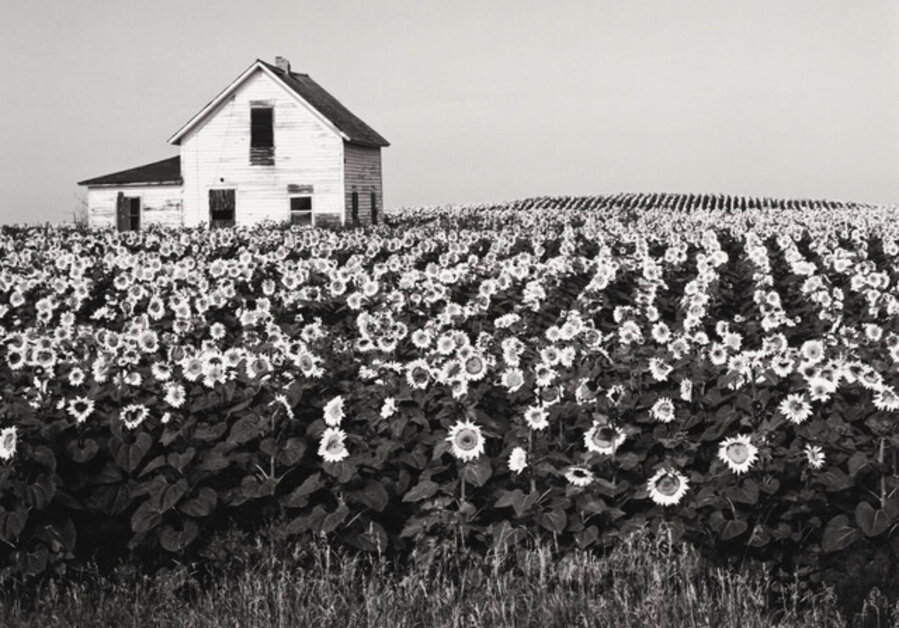 Sunflowers North Dakota