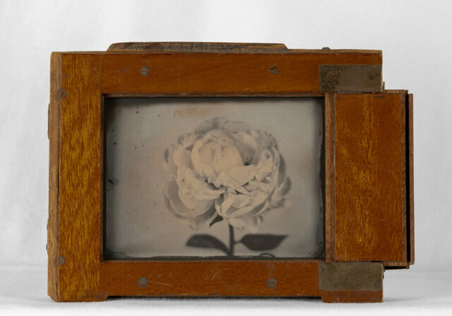 Antique Peony