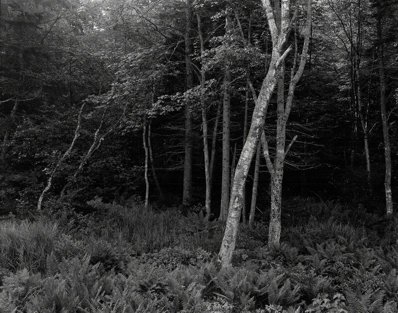George Tice, ‘Woods, Port Clyde, Maine’, 1970, Photography, Silver Gelatin, Gallery 270
