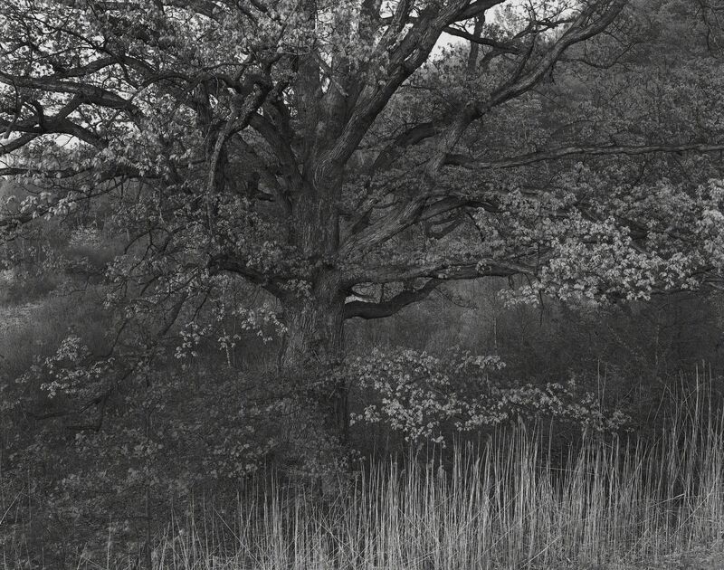 George Tice, ‘Oak Tree, Holmdel, NJ’, 1970, Photography, Platinum / Palladium, Gallery 270