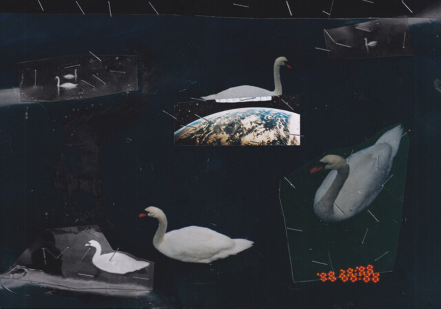 Swans
