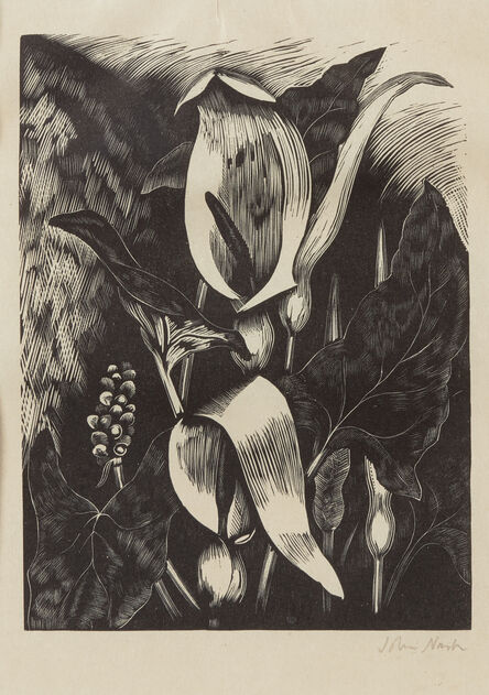 John Nash (1893-1977), ‘Untitled (flower study)’