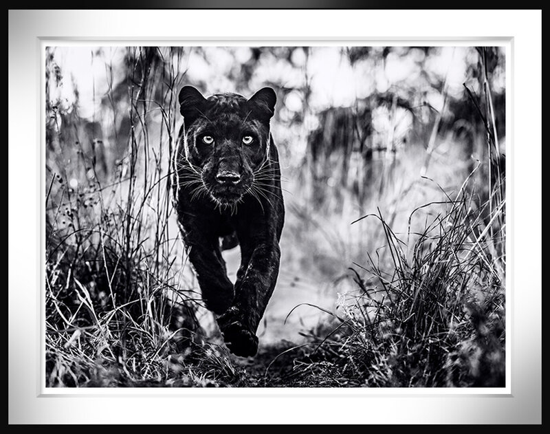 David Yarrow, ‘The Black Panther Returns’, 2022, Photography, Archival Pigment, Off-Piste Fine Arts