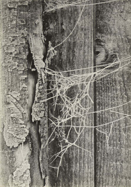 Piet Zwart, ‘Berijpt spinrag’, 1930