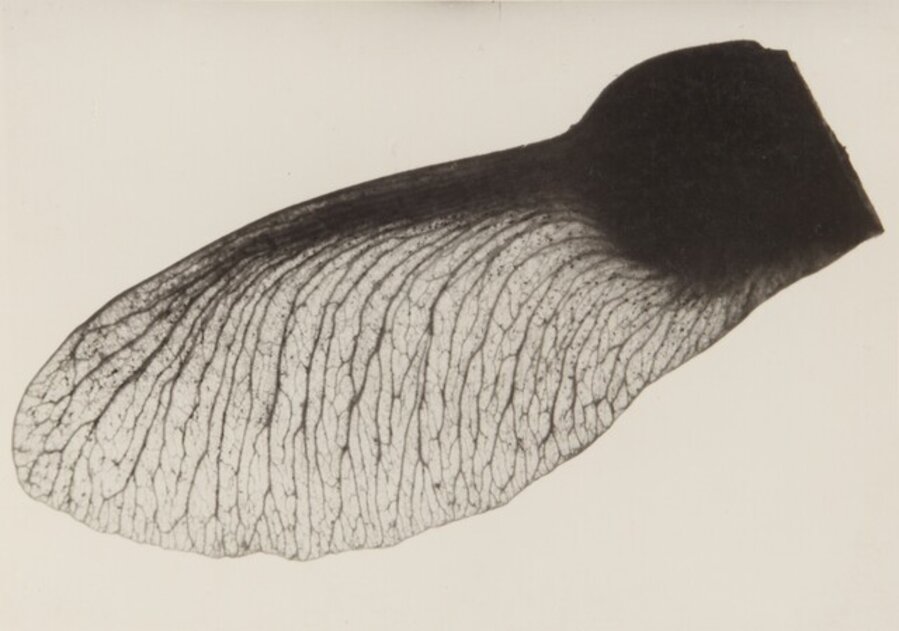 Acer Campestres (Field Maple); Human Spittle; Gnat's Wing