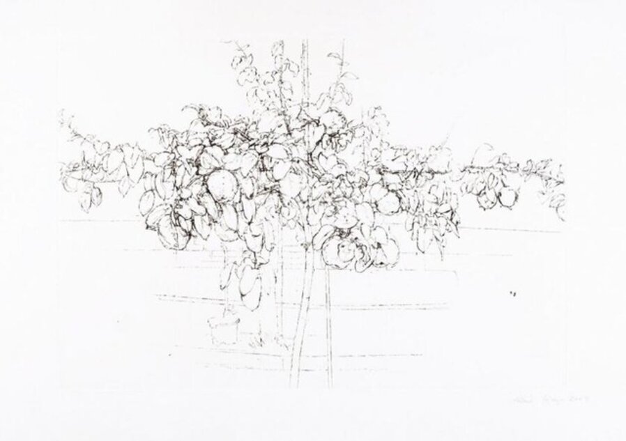 Árbol Frutal
