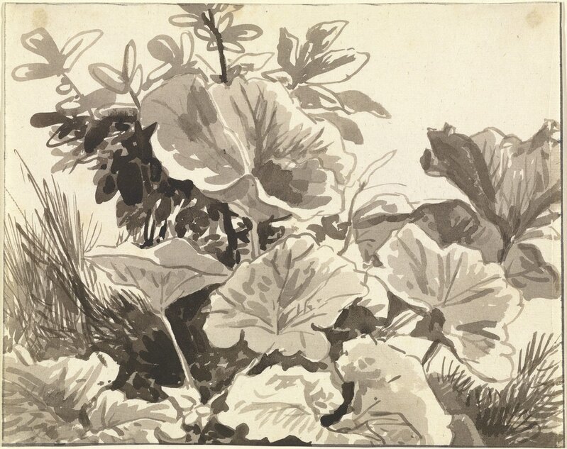 Franz Innocenz Josef Kobell, ‘Study of Coltsfoot Leaves’, 1797-1819, Brush and brown ink, J. Paul Getty Museum