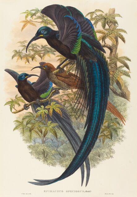 W. Hart, ‘Epimachus speciosus (Sickle-billed Bird of Paradise)’