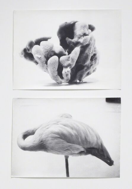 Jochen Lempert, ‘From Symmetry and Architecture (Sponge-Flamingo)’, 1997-2005