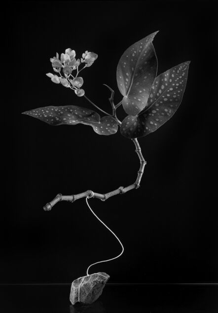 Laura Cohen, ‘Begonia Maculata’, 2021