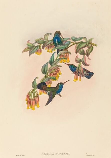 W. Hart, ‘Agyrtria bartletti (Bartlett's Emerald)’