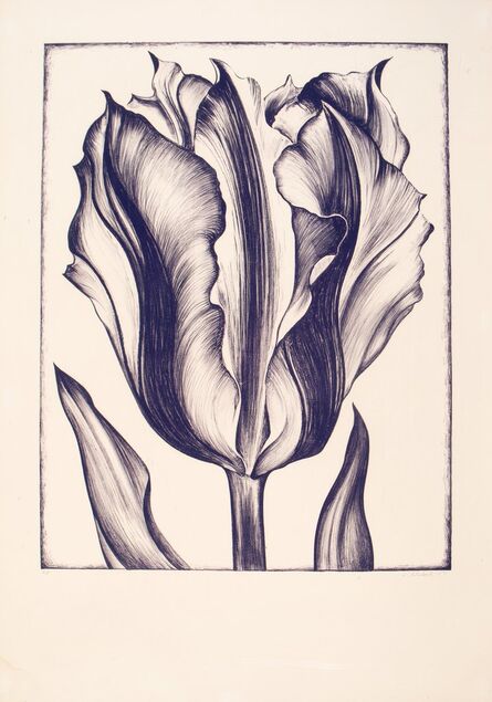 Lowell Nesbitt, ‘Tulip’, 1971