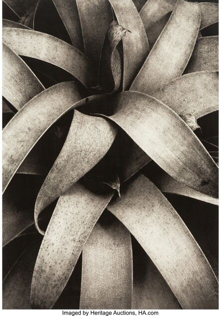 Kipton Kumler, ‘Reeds, Wollesley, Fronds, Wollesley, and Succulent Plant (three photographs)’, 1971; 1972; 1977