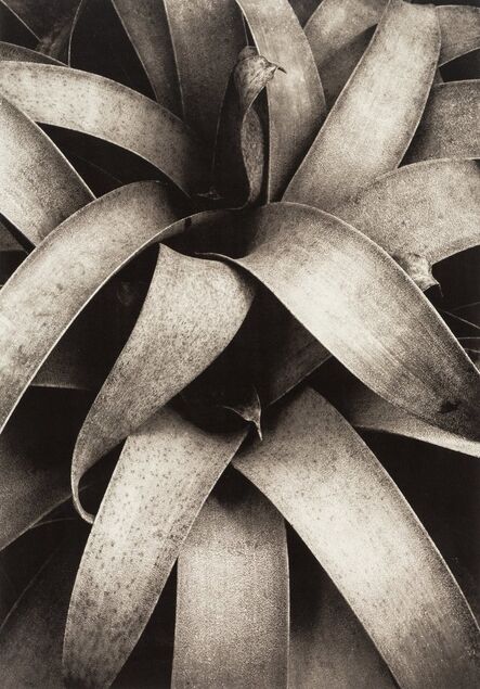 Kipton Kumler, ‘Reeds, Wollesley, Fronds, Wollesley, and Succulent Plant (three photographs)’