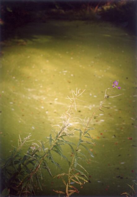 Jitka Hanzlová, ‘Forest #8, Untitled (Summer Green Sea)’, 2003