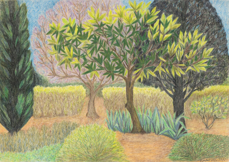 Untitled (Yard with Four Trees)