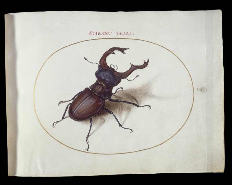 Joris Hoefnagel, ‘Animalia Rationalia et Insecta (Ignis):  Plate V’, ca. 1575/1580, Drawing, Collage or other Work on Paper, Watercolor and gouache, with oval border in gold, on vellum, National Gallery of Art, Washington, D.C.